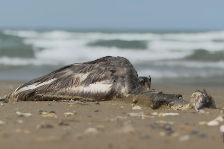 Xəzər sahilində quşlar kütləvi şəkildə niyə ÖLÜR?