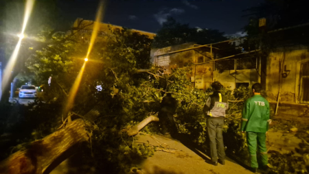 Külək nəticəsində 41 ağac sındı - FOTO