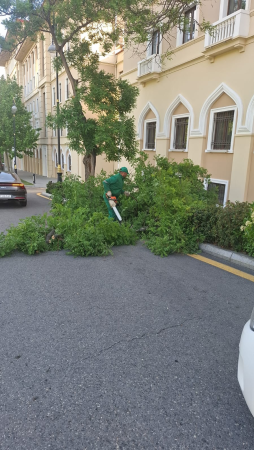 Külək nəticəsində 41 ağac sındı - FOTO