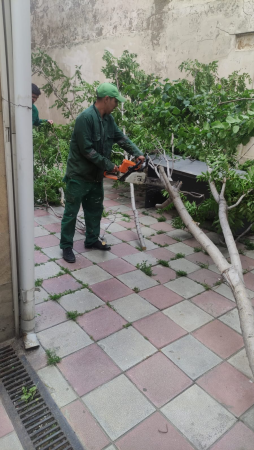 Külək nəticəsində 41 ağac sındı - FOTO