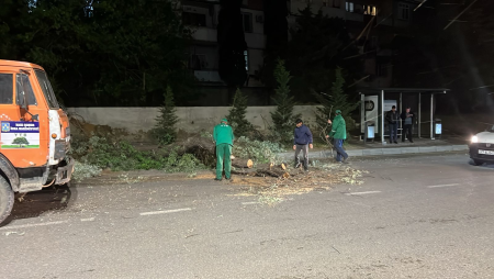 Külək nəticəsində 41 ağac sındı - FOTO
