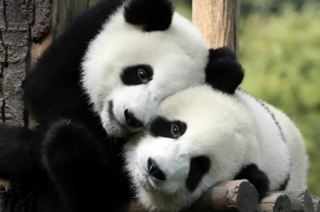 Çin ABŞ-yə iki panda verəcək - SƏBƏB Çin ABŞ-yə iki panda verəcək - SƏBƏB