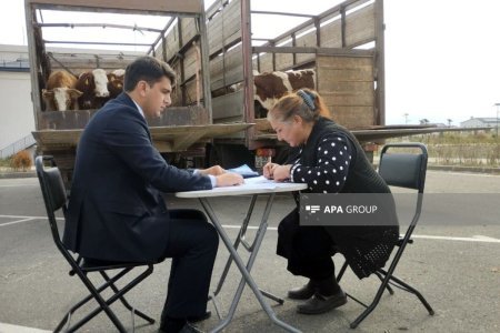 Ağdam, Xocalı və Laçın sakinlərinə damazlıq heyvanların paylanılmasına başlandı